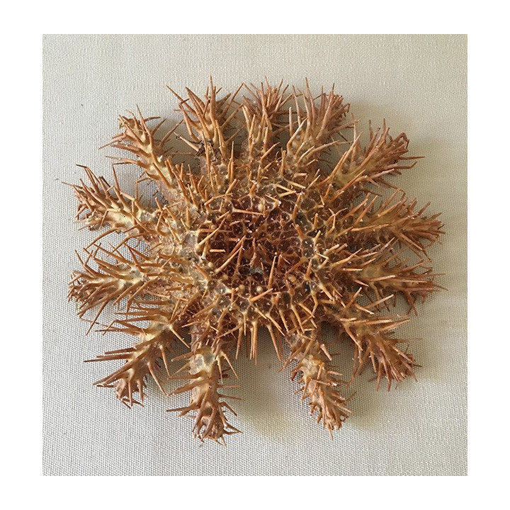 Etoile de Mer Acanthaster 15/19cm lot de 6