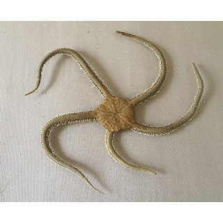 Sea Star Ophiure Brown 14/20cm lot of 6