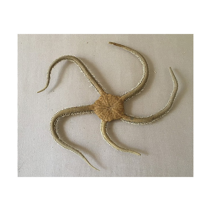 Sea Star Ophiure Brown 14/20cm lot of 6