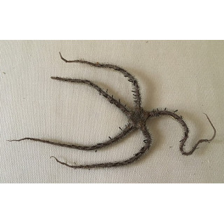 Etoile de Mer Ophiure Noire avec Epines 10/13cm lot de 6