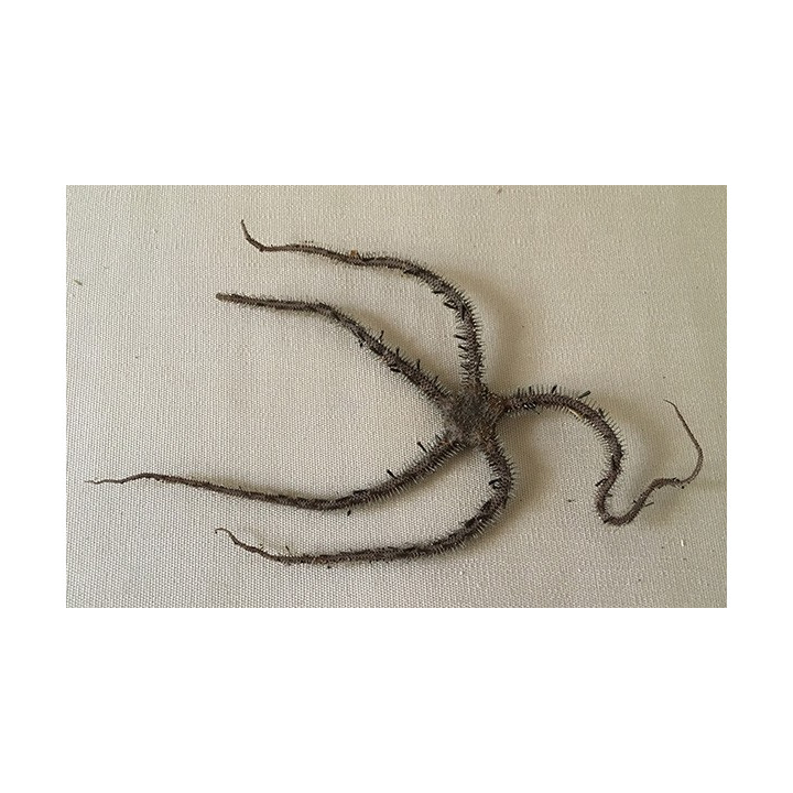 Etoile de Mer Ophiure Noire avec Epines 10/13cm lot de 6