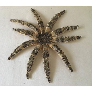 Star Luididae 44/50cm lot of 2