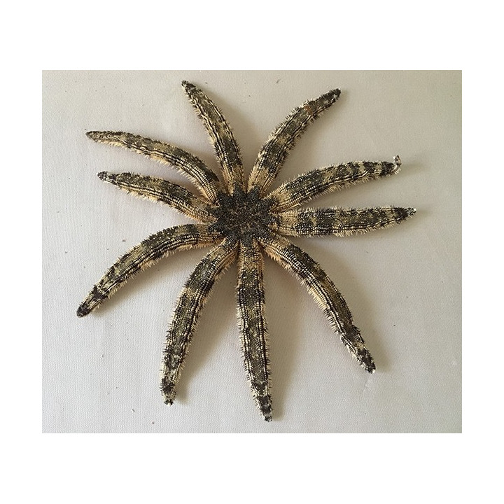 Star Luididae 44/50cm lot of 2