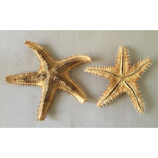 Sea Star Asteropdeidae 9/13cm lot of 6