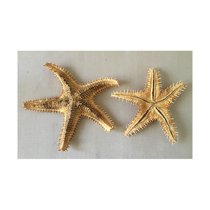 Etoile de Mer Asteropdeidae 9/13cm lot de 6