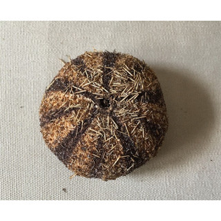 Gratilla sea urchin 5/7cm lot of 3