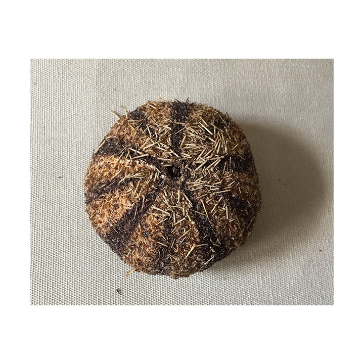 Oursin Gratilla 5/7cm lot de 3