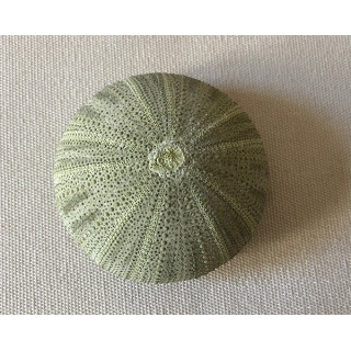 Test d'oursin vert 4/6cm par 24