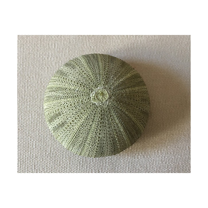 Green sea urchin test by 24