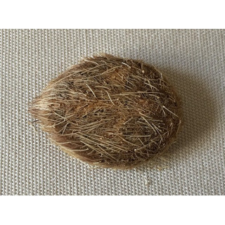 Oursin Croix Planulata lot de 6