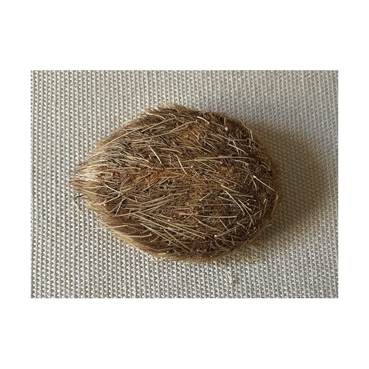 Sea urchin Cross Planulata lot of 6