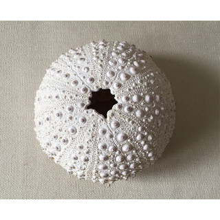 Test D'oursin Blanc Madagascar 7/9cm lot de 6