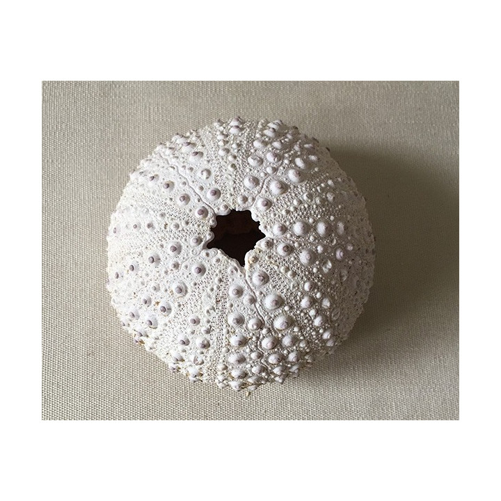 Madagascar White sea urchin test 7/9cm batch of 6
