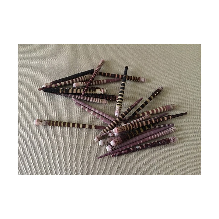 Tiger sea urchin quills (25p lot)