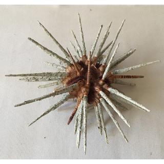 Urchin Priodocidaris 15/18cm lot of 3