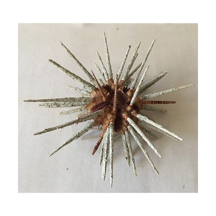 Oursin Priodocidaris 13/16cm lot de 3