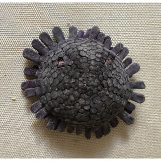 Atratus Violet Sea urchin 5/7 cm lot of 2