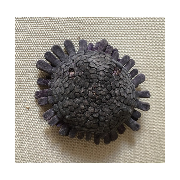 Oursin Atratus Violet 5/7 cm lot de 2