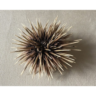 Oursin Commun 6/7cm lot de 12