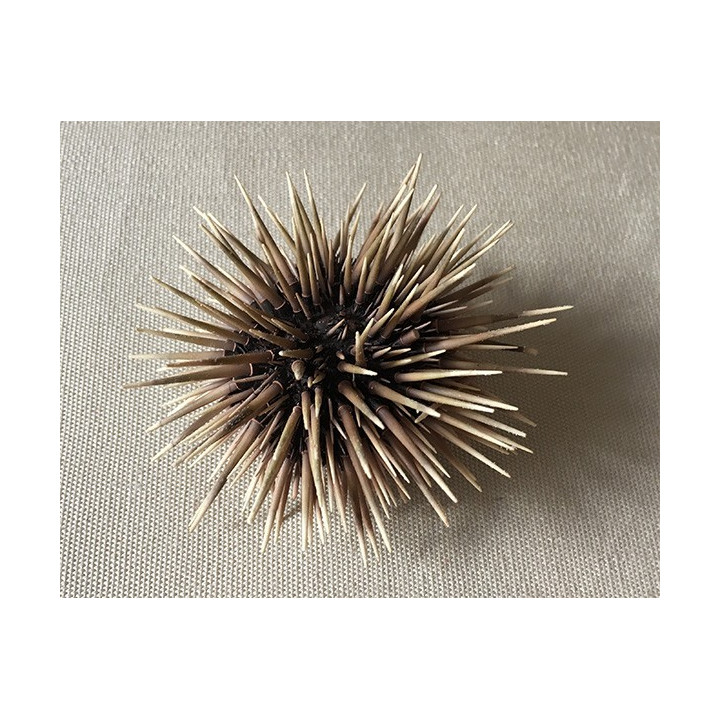 Oursin Commun 6/7cm lot de 12