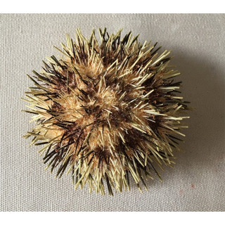 Oursin Toreumatic 7/9cm lot de 3