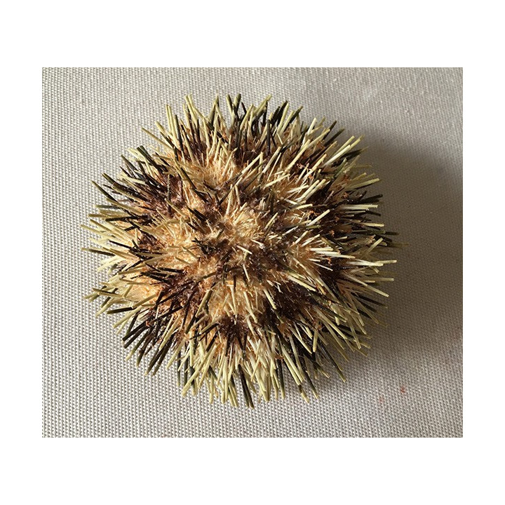Toreumatic sea urchin 7/9cm lot of 3