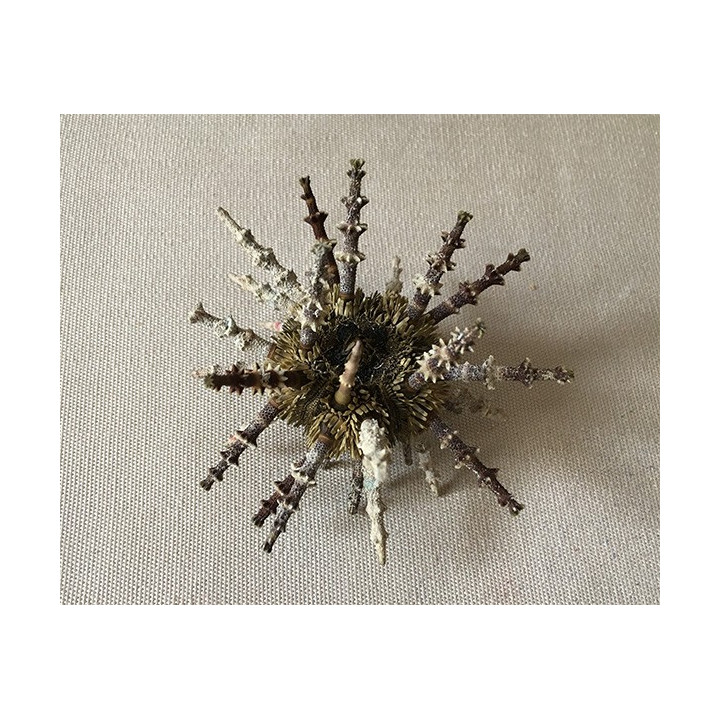 Sputin Sputnik Piquants Thick 6/7cm lot of 6