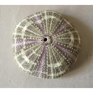 Test D'oursin Jumbo 10/12cm lot de 6