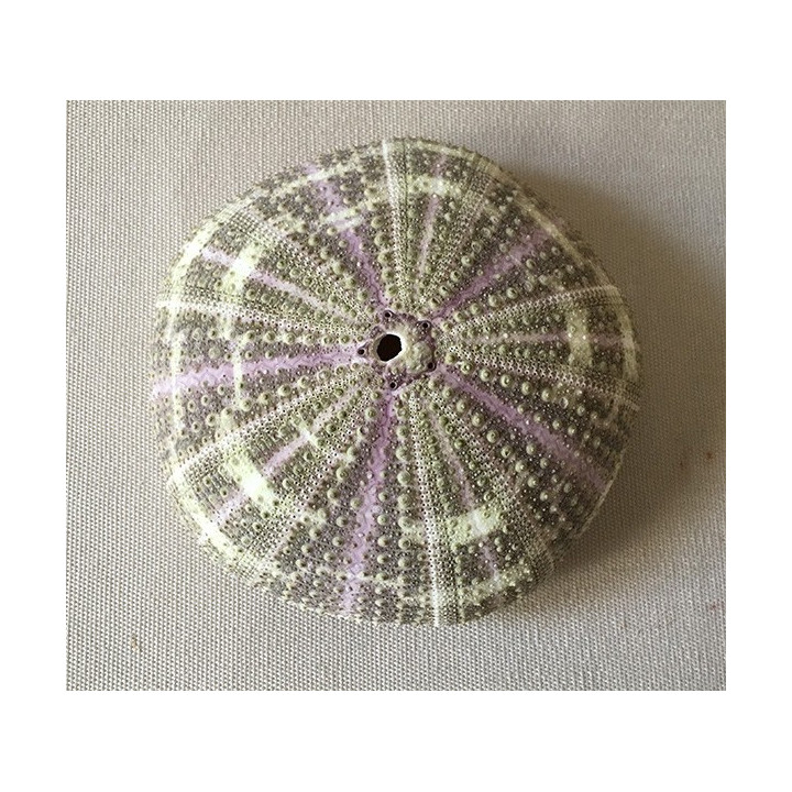 Jumbo sea urchin test 10/12cm batch of 6