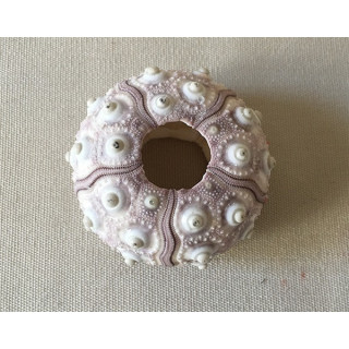 Test D'oursin Crayon 7/9cm lot de 12