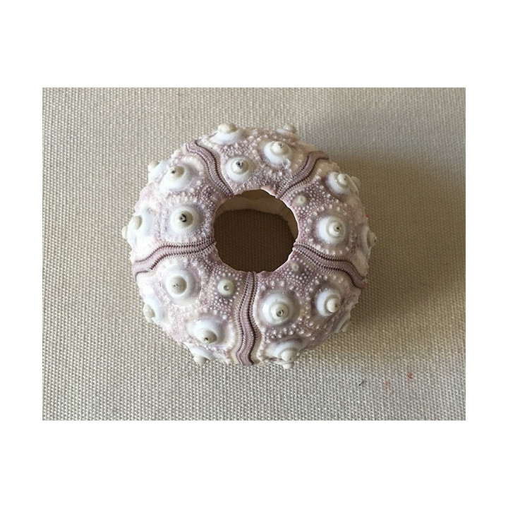 7/9cm Pencil Sea urchin Test batch of 12