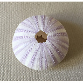 Test D'oursin Violet 5/7cm lot de 12