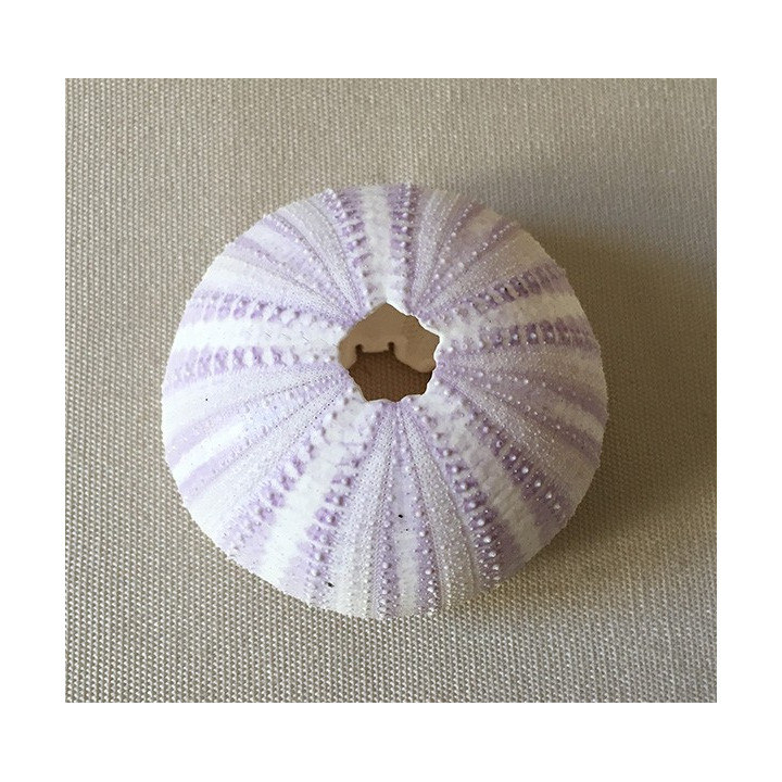 Test D'oursin Violet 5/7cm lot de 12