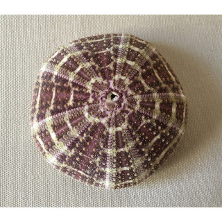Sea urchin Test Striped Flat 7/8cm lot of 12
