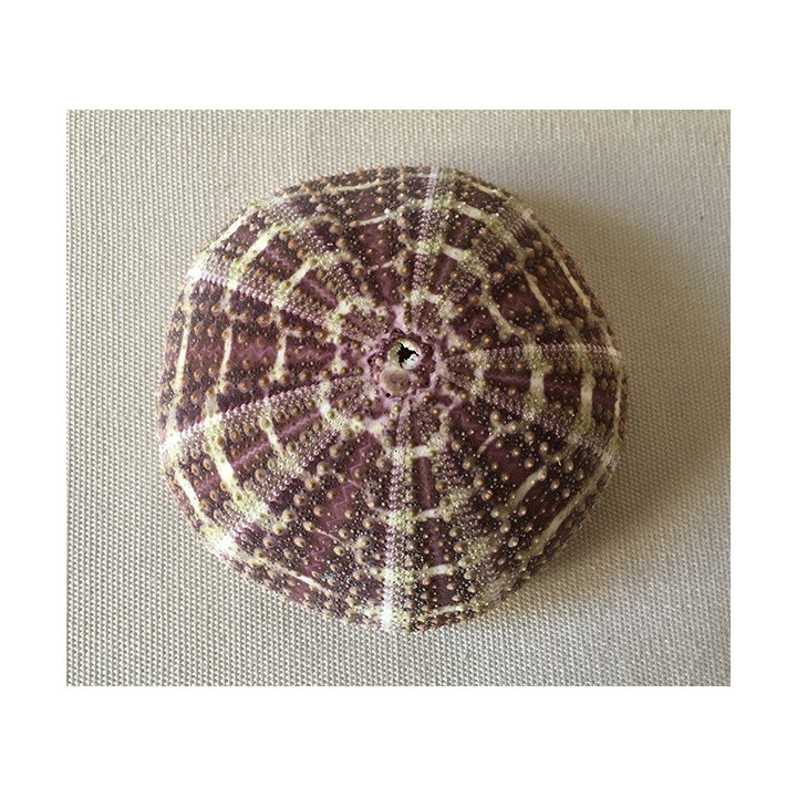 Sea urchin Test Striped Flat 7/8cm lot of 12