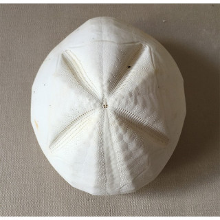 Metalia Test Sea urchin 14x12cm lot of 6