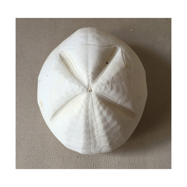 Oursin Test Metalia 14x12cm lot de 6