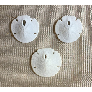 Florida Sands Dollar 2/2.5cm lot of 25