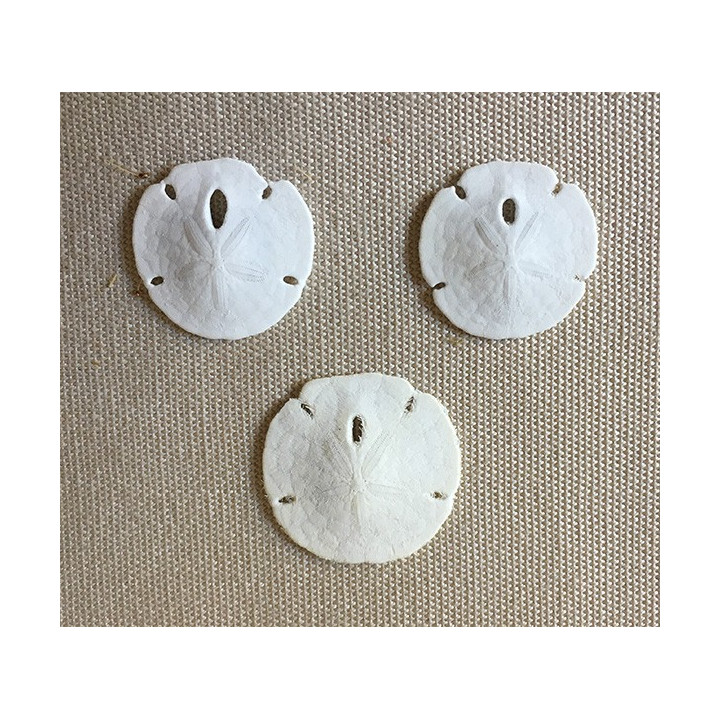 Florida Sands Dollar 2/2.5cm lot of 25