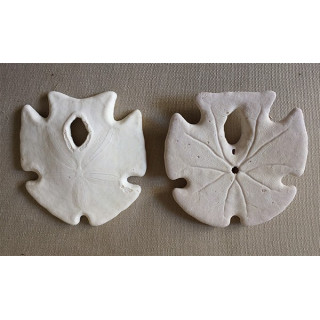 Test Dollar des Sables Placenta 7/8cm lot de 12