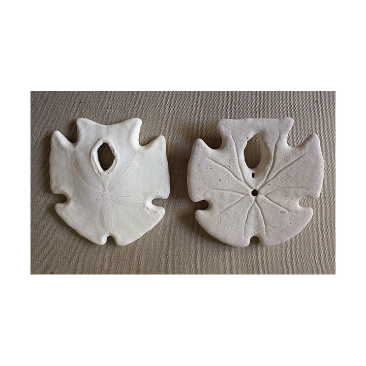 Test Dollar des Sables Placenta 7/8cm lot de 12