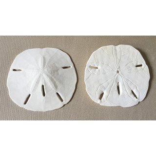 Test Dollar des Sables Florida 10/11cm lot de 12