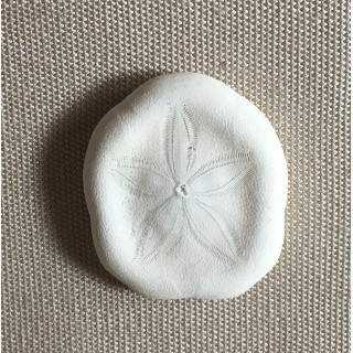 Test Dollar des Sables 3cm lot de 100