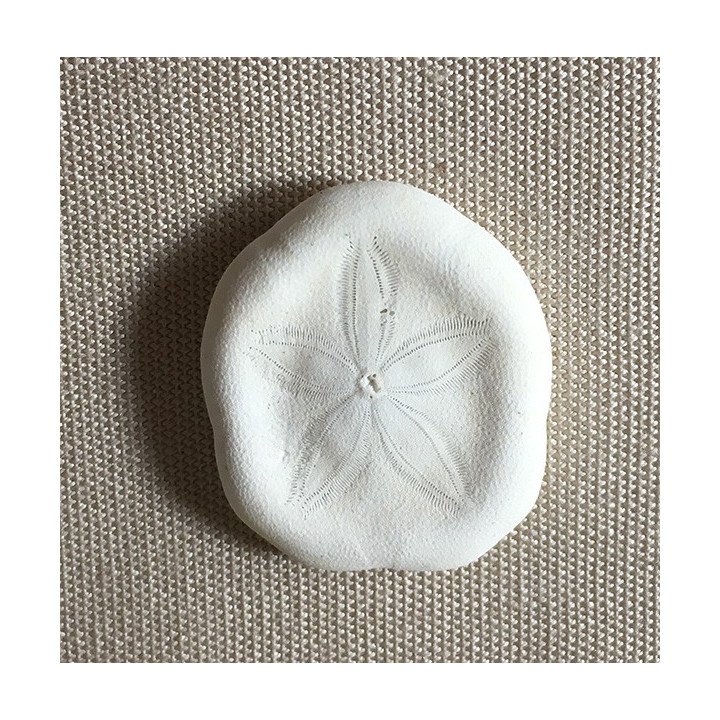 Test Dollar des Sables 3cm lot de 100