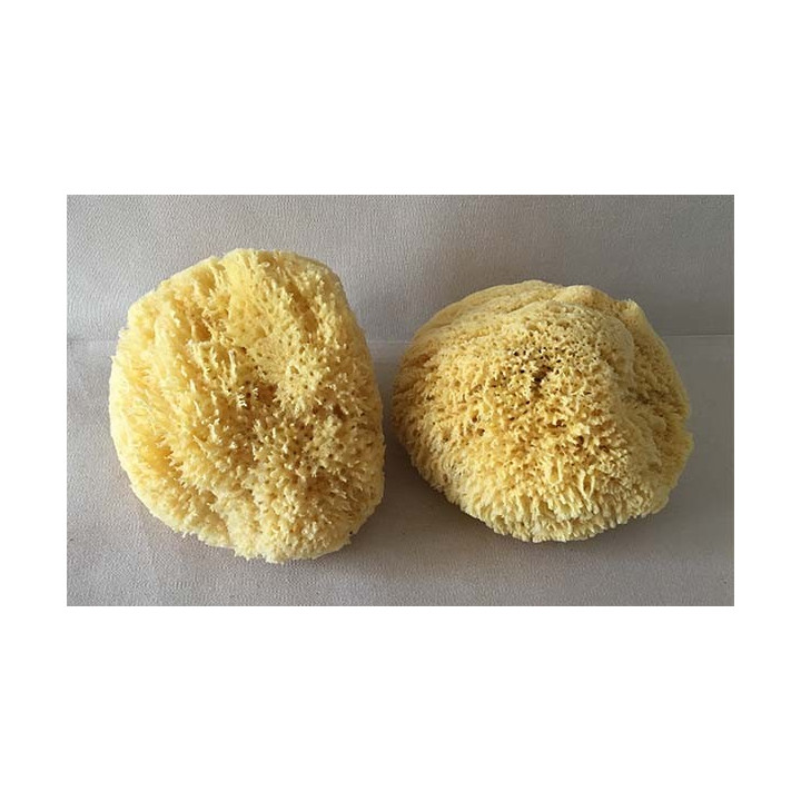 Natural Mediterranean sponge 12.5/15cm by 3