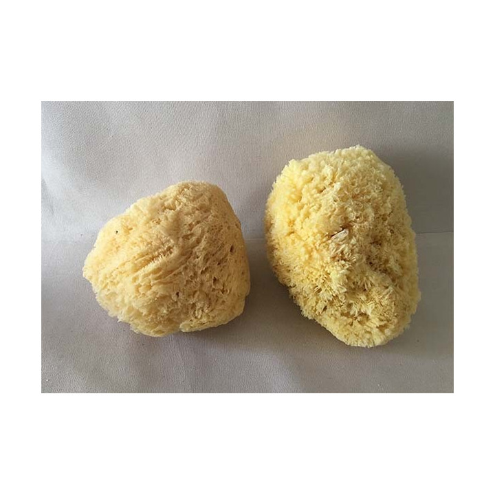 Natural Mediterranean Sponge 15/17cm batch of 3