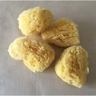 Natural Mediterranean Sponge 7.5/10cm batch of 12