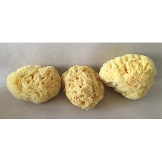 Eponge Naturelle de Méditerranée 10/12.5cm lot de 6