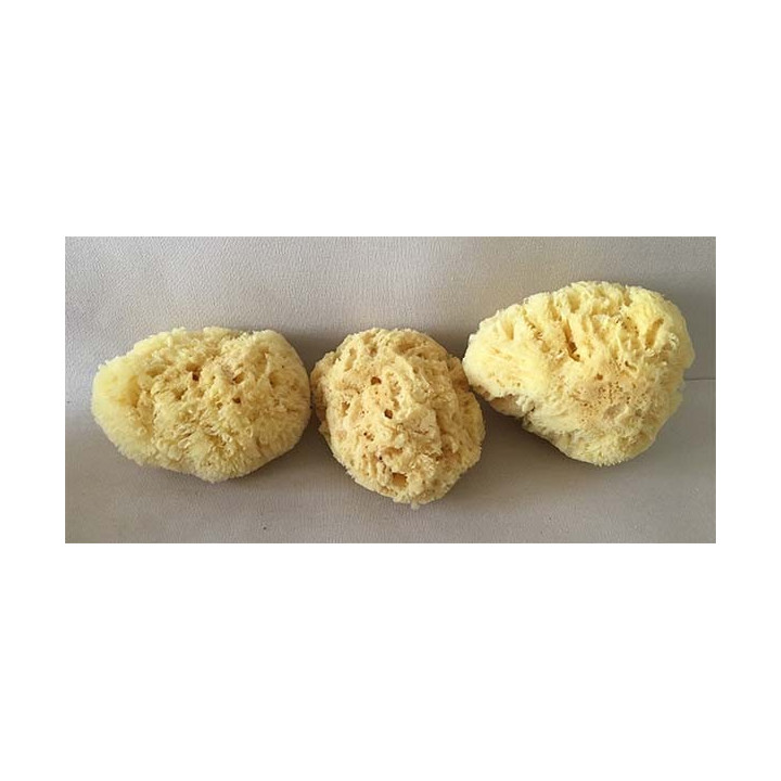 Natural Mediterranean Sponge 10/12.5cm batch of 6