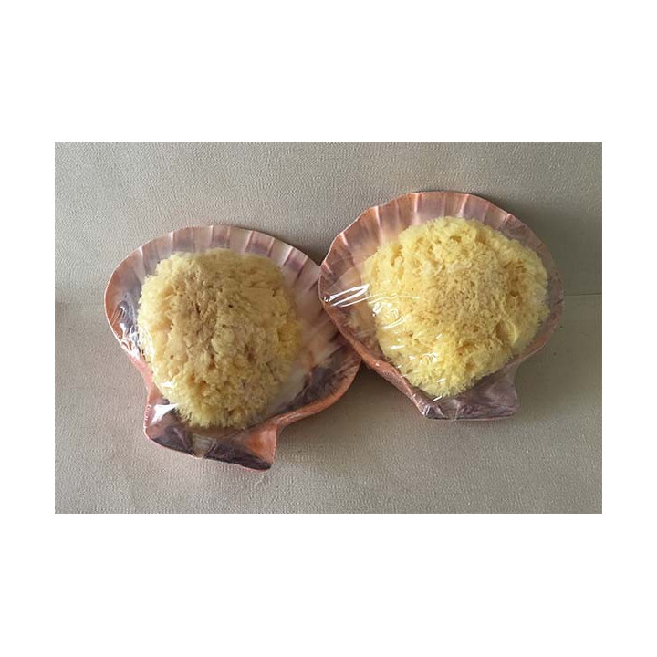 Toilet Sponge in Shell Lot of 6